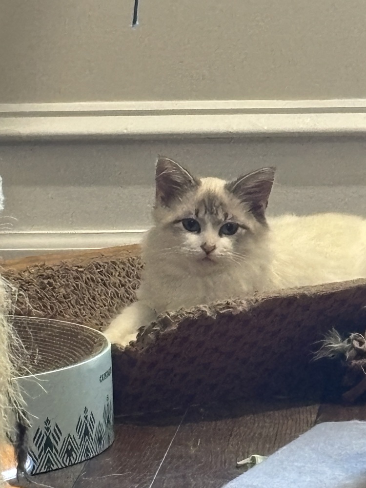 Brooklyn, an adoptable Ragdoll, Domestic Long Hair in Vienna , VA, 22180 | Photo Image 2