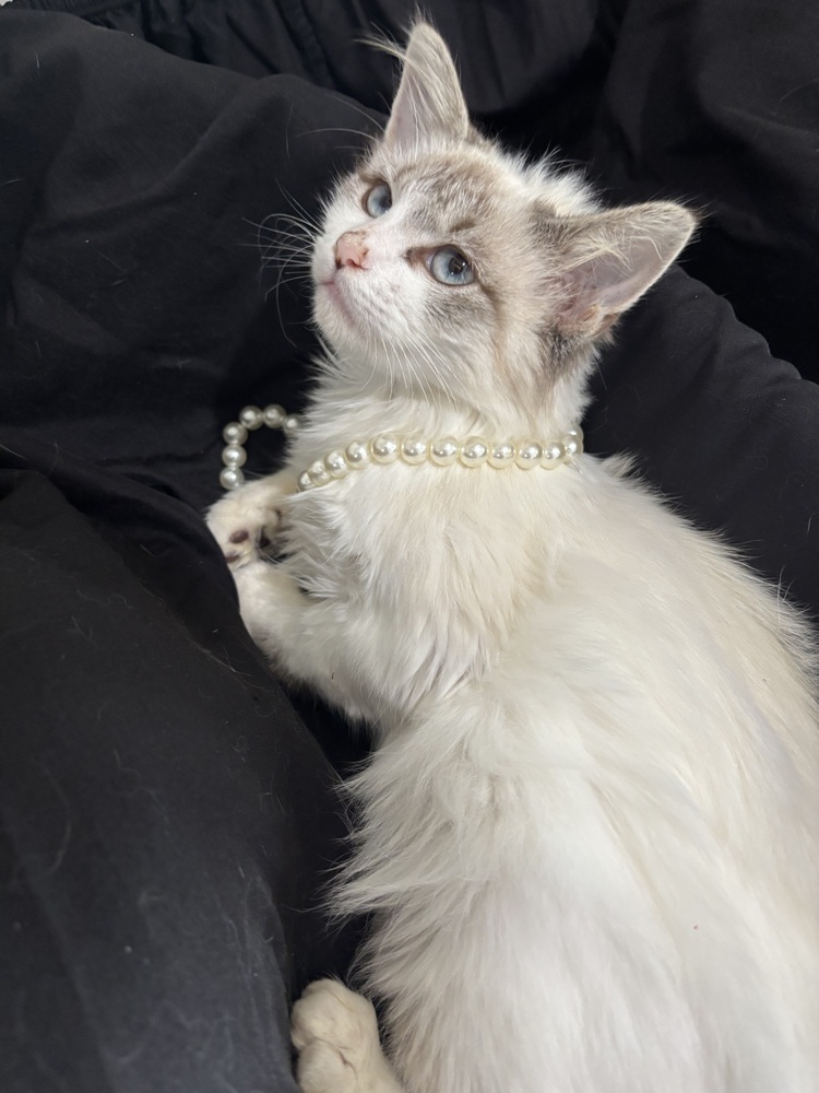 Brooklyn, an adoptable Ragdoll, Domestic Long Hair in Vienna , VA, 22180 | Photo Image 3