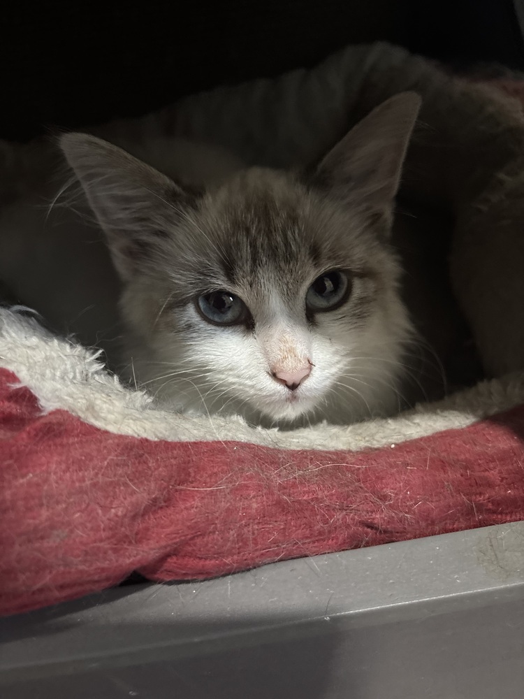 Brooklyn, an adoptable Ragdoll, Domestic Long Hair in Vienna , VA, 22180 | Photo Image 4