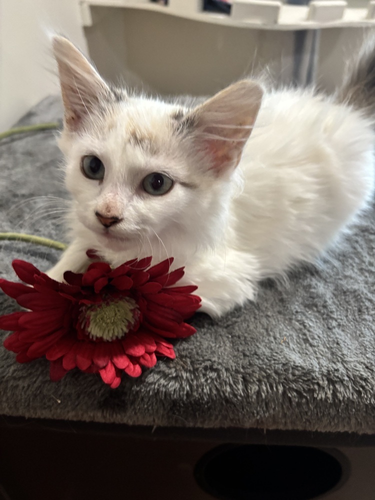 Bryce, an adoptable Ragdoll, Domestic Long Hair in Vienna , VA, 22180 | Photo Image 1