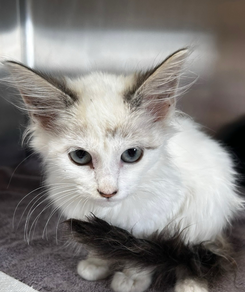 Bryce, an adoptable Ragdoll, Domestic Long Hair in Vienna , VA, 22180 | Photo Image 2