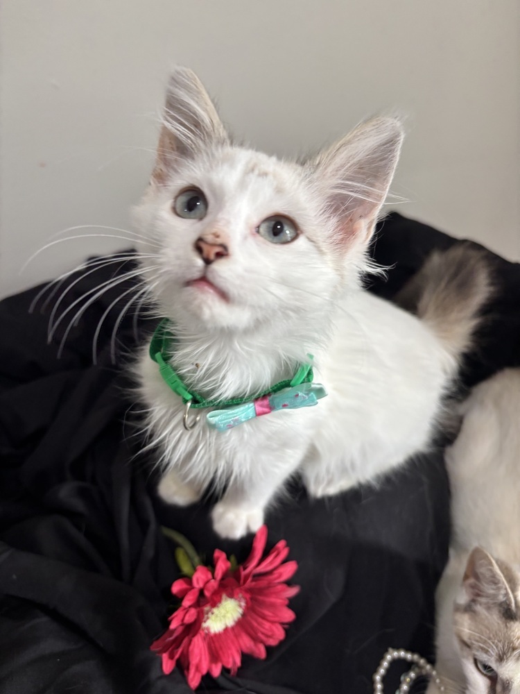 Bryce, an adoptable Ragdoll, Domestic Long Hair in Vienna , VA, 22180 | Photo Image 3