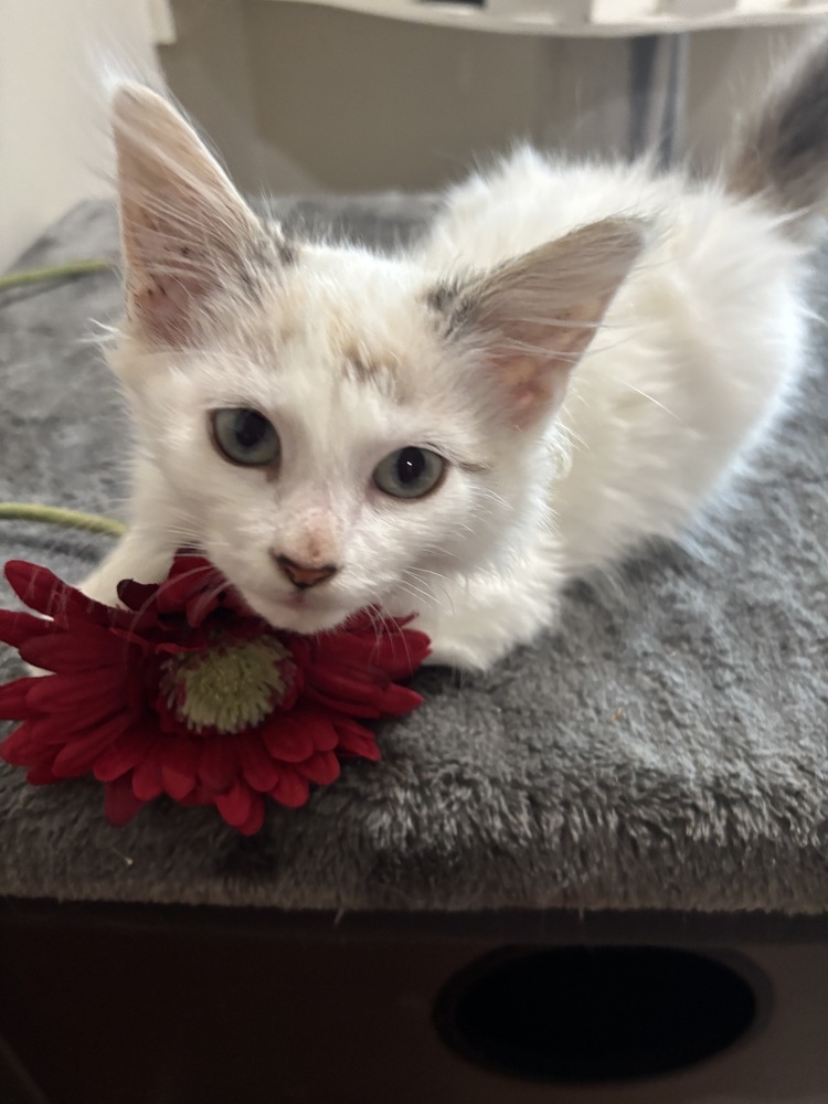 Bryce, an adoptable Ragdoll, Domestic Long Hair in Vienna , VA, 22180 | Photo Image 4
