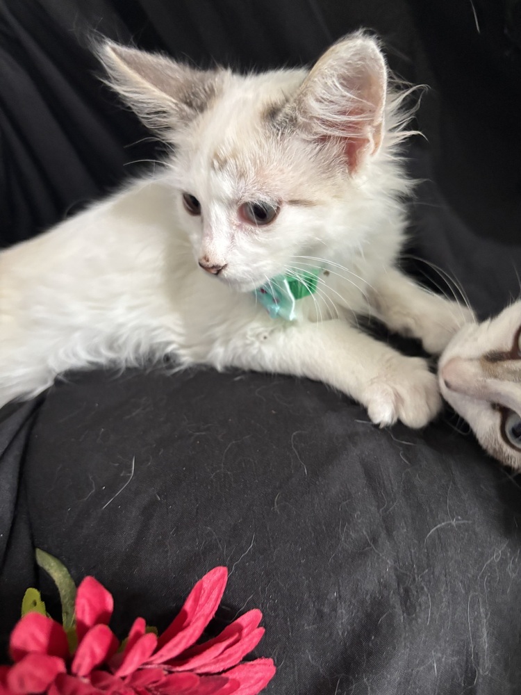 Bryce, an adoptable Ragdoll, Domestic Long Hair in Vienna , VA, 22180 | Photo Image 6