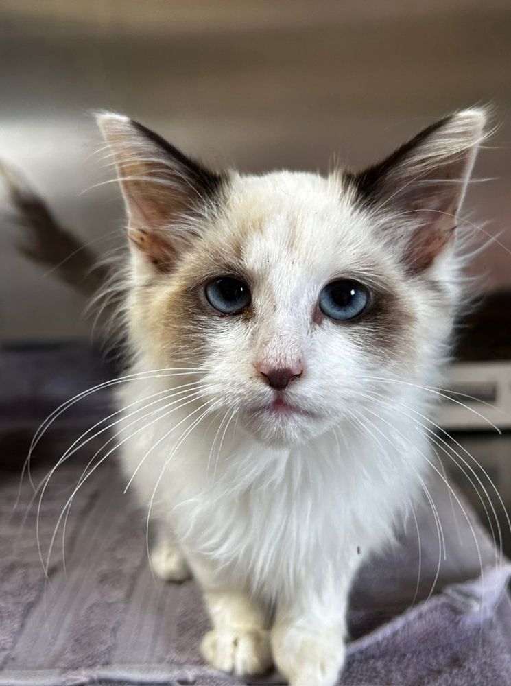 Brody, an adoptable Ragdoll, Domestic Long Hair in Vienna , VA, 22180 | Photo Image 1