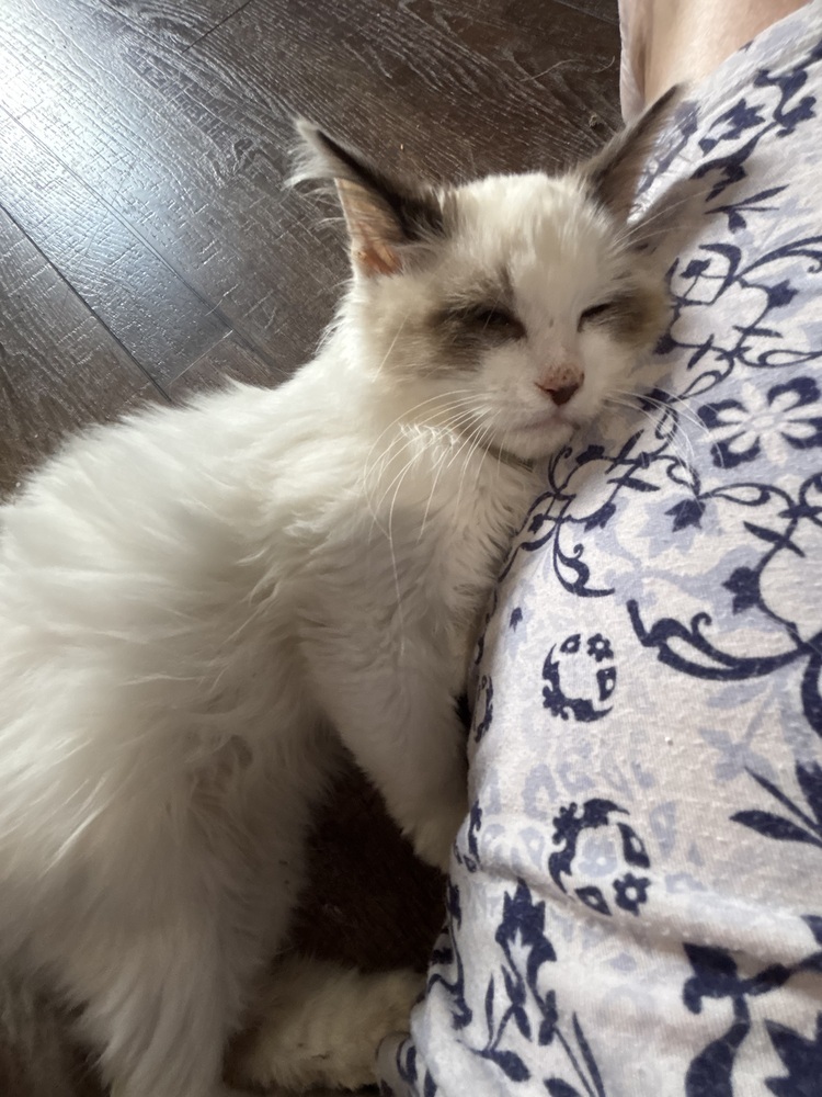 Brody, an adoptable Ragdoll, Domestic Long Hair in Vienna , VA, 22180 | Photo Image 2