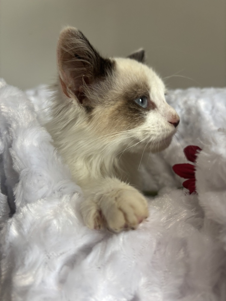 Brody, an adoptable Ragdoll, Domestic Long Hair in Vienna , VA, 22180 | Photo Image 3