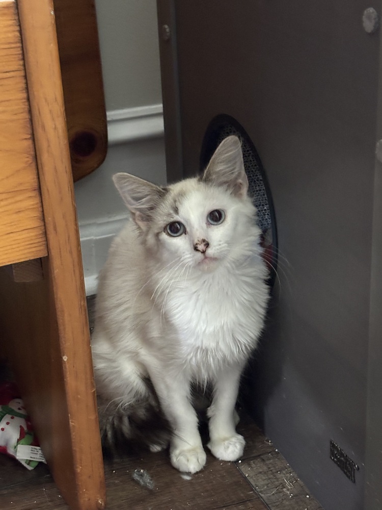 Brandy, an adoptable Ragdoll, Domestic Long Hair in Vienna , VA, 22180 | Photo Image 1