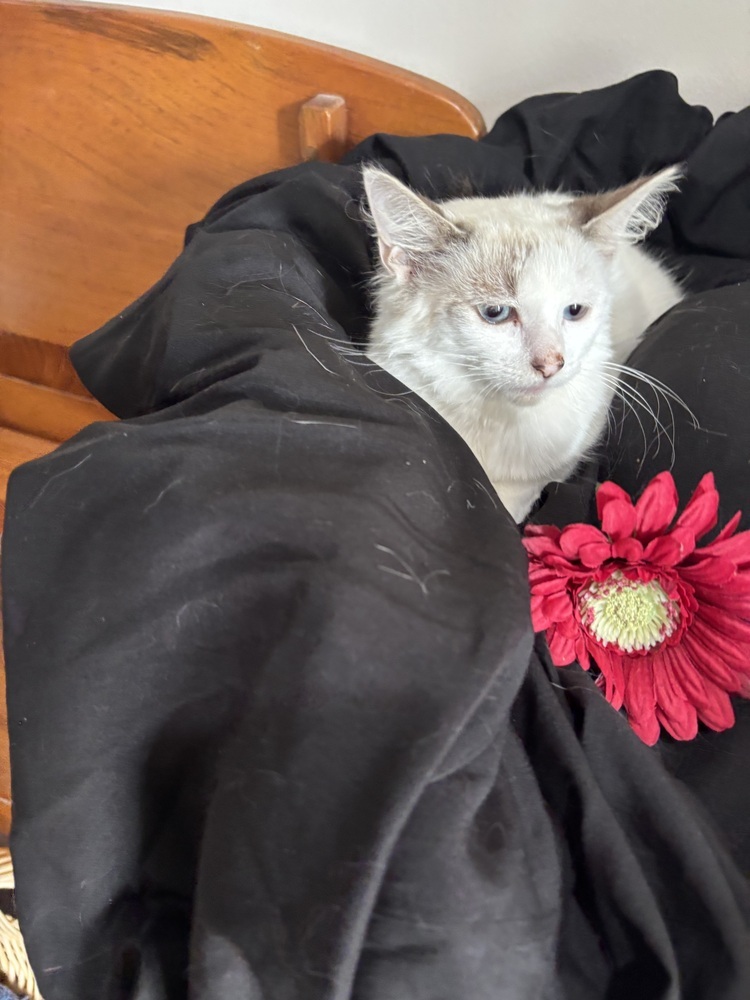 Brandy, an adoptable Ragdoll, Domestic Long Hair in Vienna , VA, 22180 | Photo Image 2
