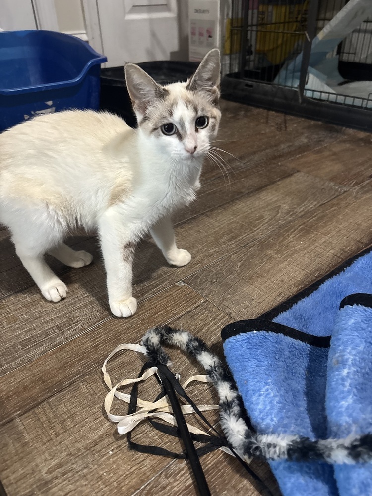 Bridget, an adoptable Ragdoll, Siamese in Vienna , VA, 22180 | Photo Image 1