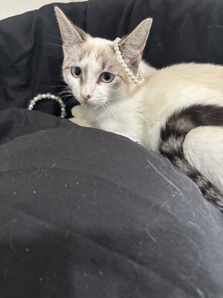 Bridget, an adoptable Ragdoll, Siamese in Vienna , VA, 22180 | Photo Image 3