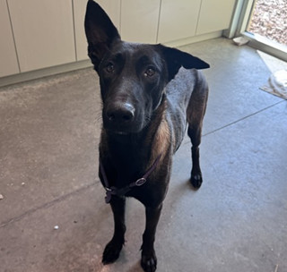 Scout  Located In photo 1