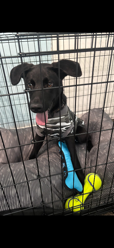 Kodakkoko thumbnail 2