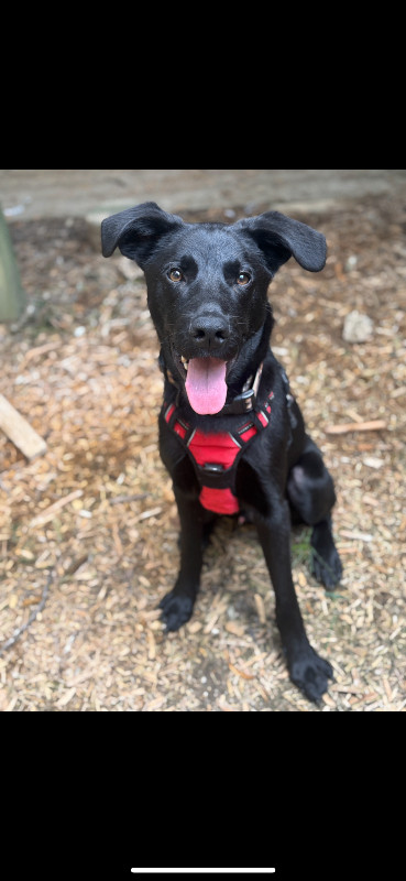 Kodakkoko thumbnail 3