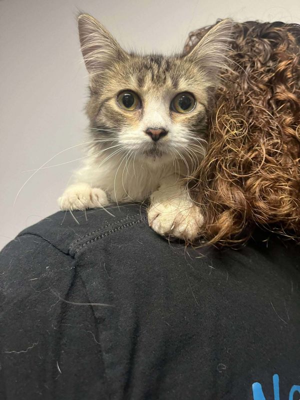 Scrambles thumbnail 3