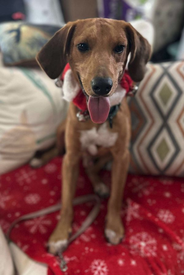 Huck Finn thumbnail 2