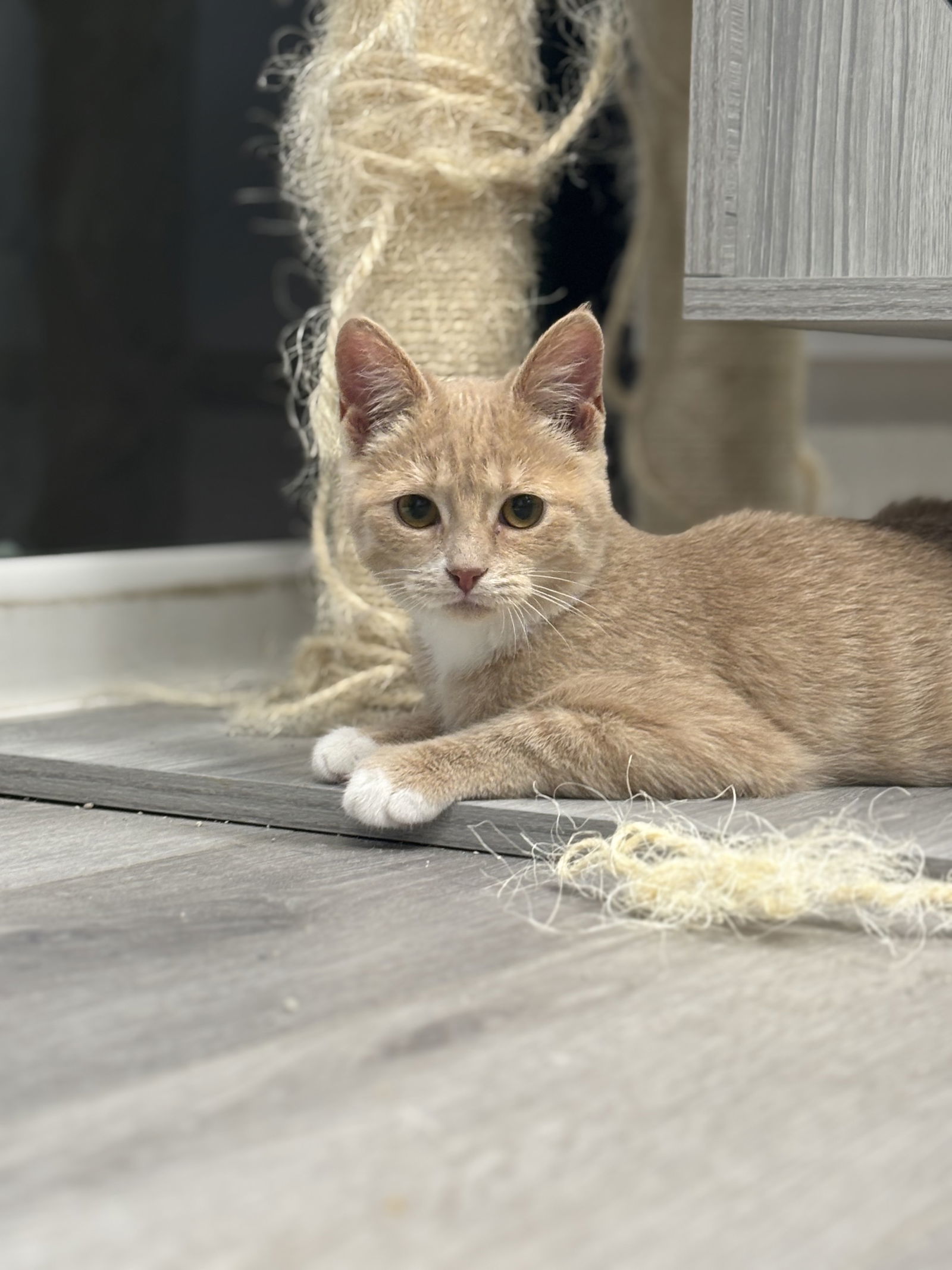 Sprout - Must Apply in Person