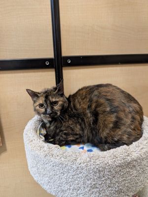 Priscilla