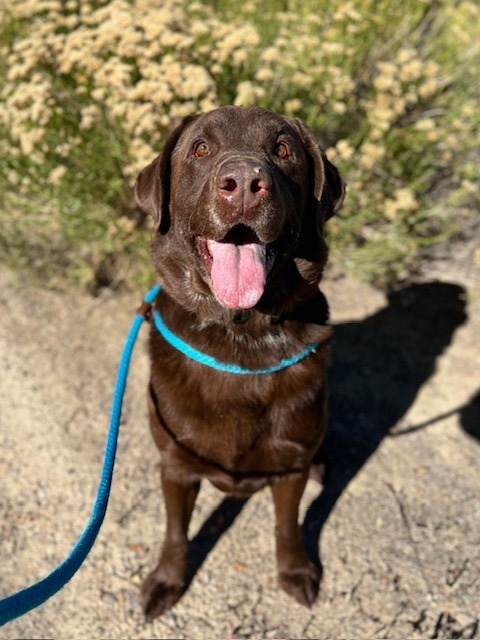 Bruce, an adoptable Labrador Retriever in Rock Springs, WY, 82901 | Photo Image 1