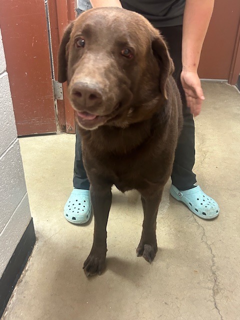 Bruce, an adoptable Labrador Retriever in Rock Springs, WY, 82901 | Photo Image 2
