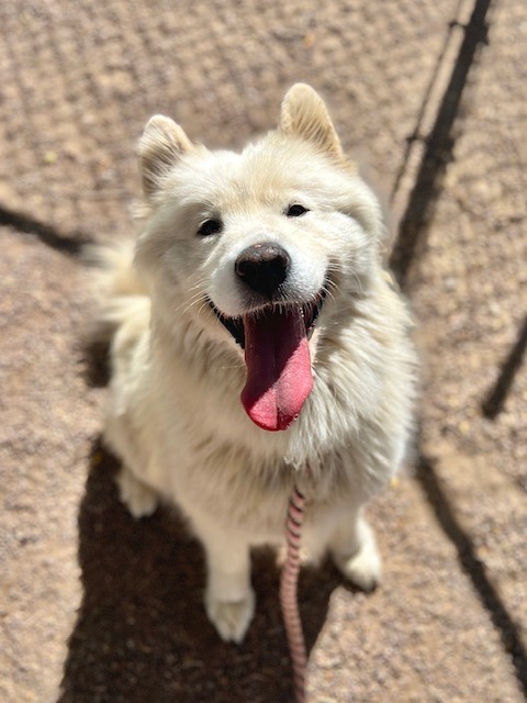 Winter, an adoptable Samoyed in Rock Springs, WY, 82901 | Photo Image 1