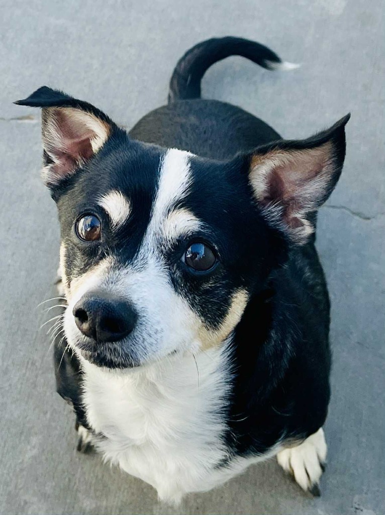 Dingo, an adoptable Chihuahua in Green River, WY, 82935 | Photo Image 1