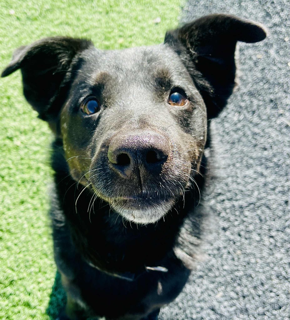 Raz, an adoptable Australian Shepherd, Mixed Breed in Green River, WY, 82935 | Photo Image 1