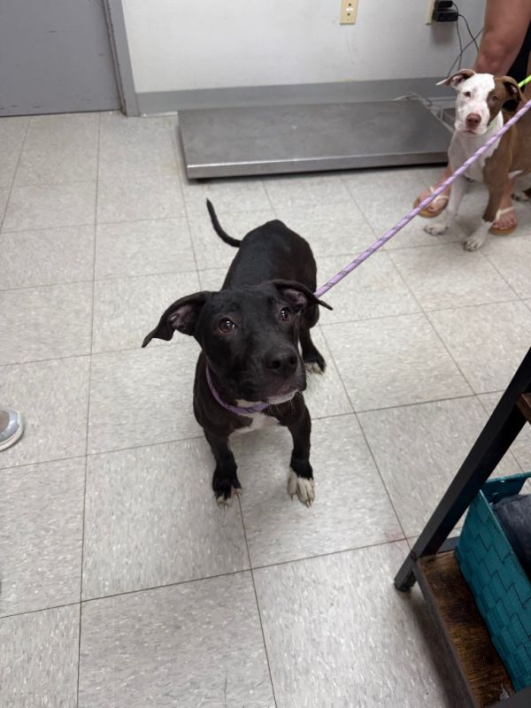 Dutch Braid thumbnail 2