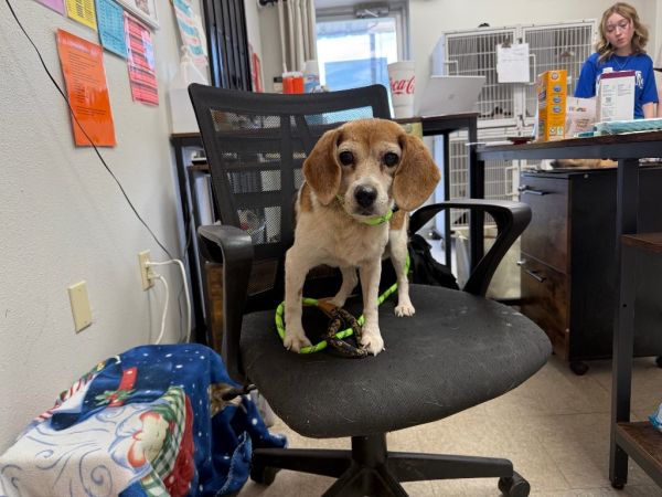 Grandmama Rye Apple photo 1