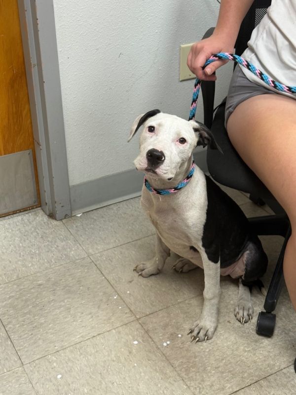 Fishtail thumbnail 2