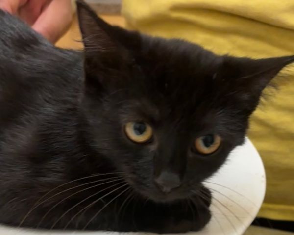 Midnight thumbnail 2