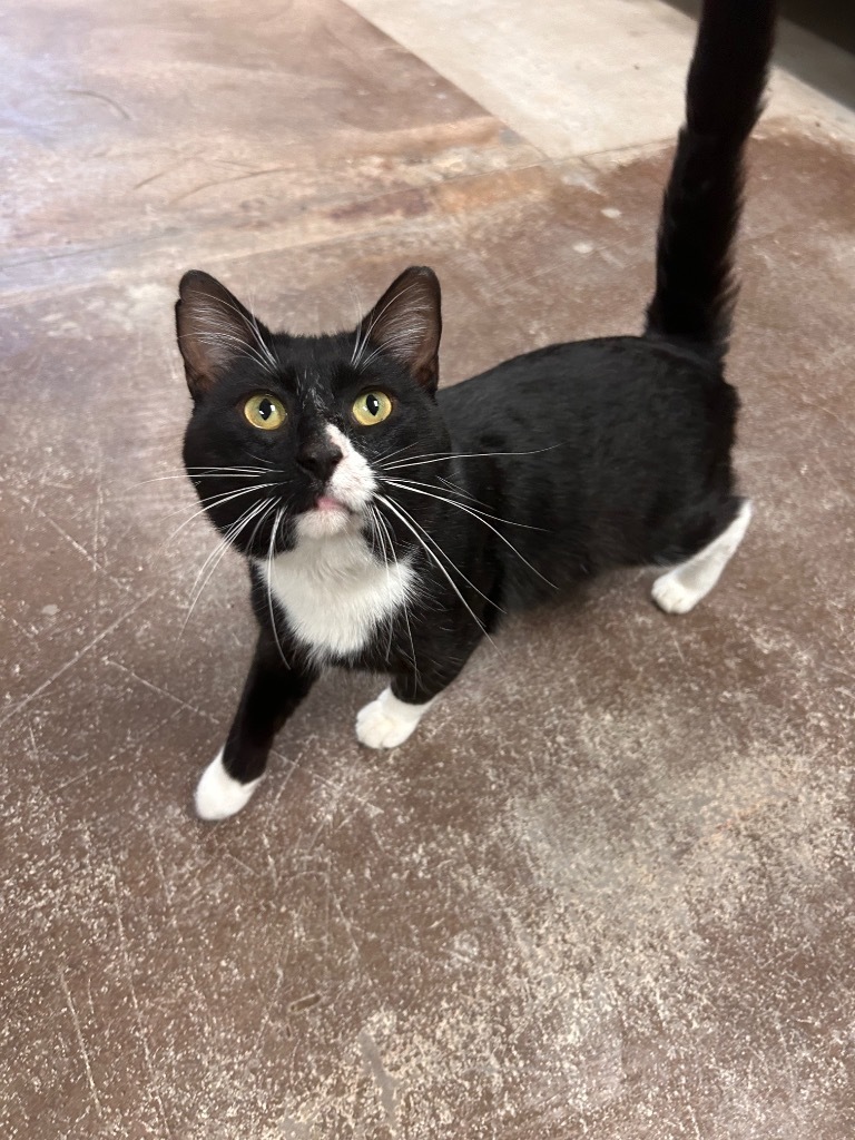 Jet, an adoptable Domestic Short Hair in Minot, ND, 58702 | Photo Image 1