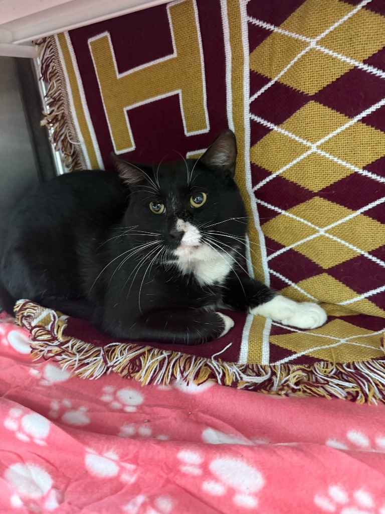 Jet, an adoptable Domestic Short Hair in Minot, ND, 58702 | Photo Image 2