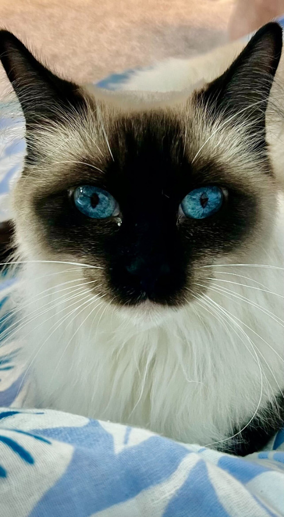 Mocha, an adoptable Burmese, Siamese in New Braunfels, TX, 78130 | Photo Image 1