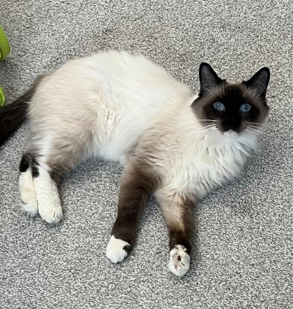 Mocha, an adoptable Burmese, Siamese in New Braunfels, TX, 78130 | Photo Image 4