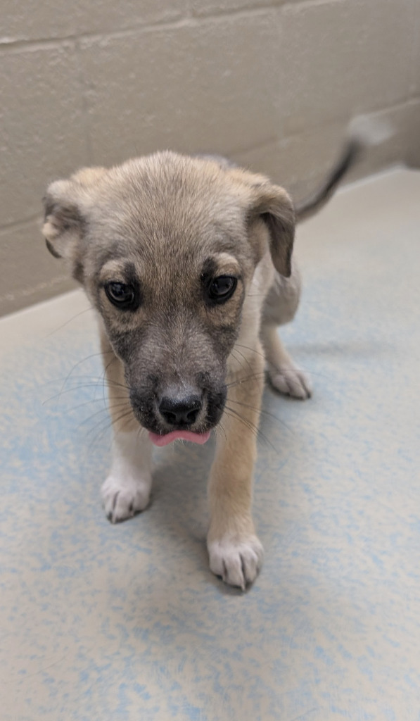 Alexa, an adoptable Mixed Breed in Havre, MT, 59501 | Photo Image 1