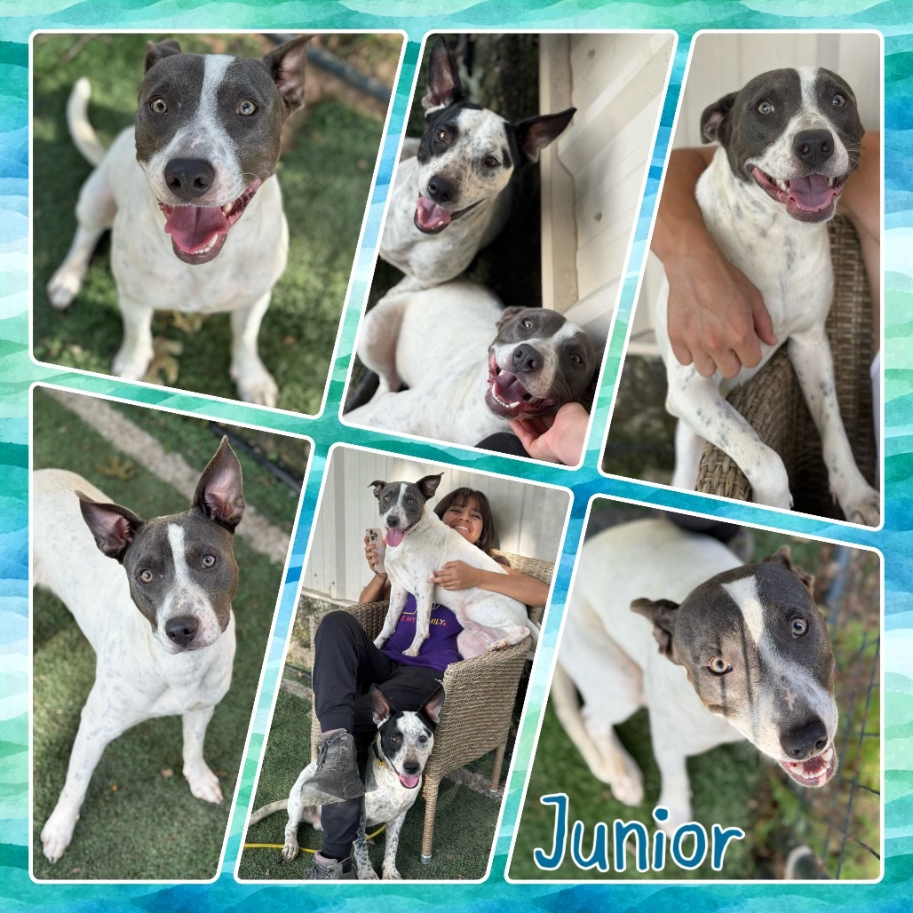 Junior