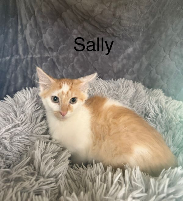 Sally photo 1