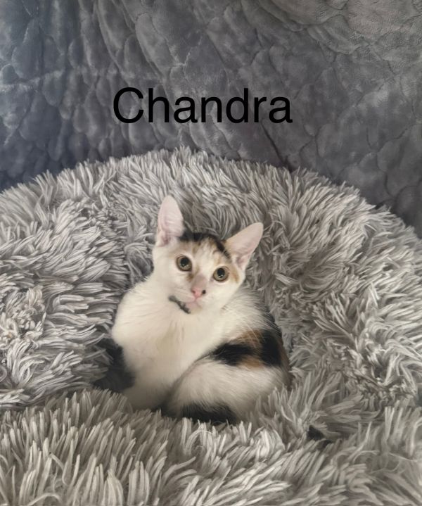 Chandra photo 1