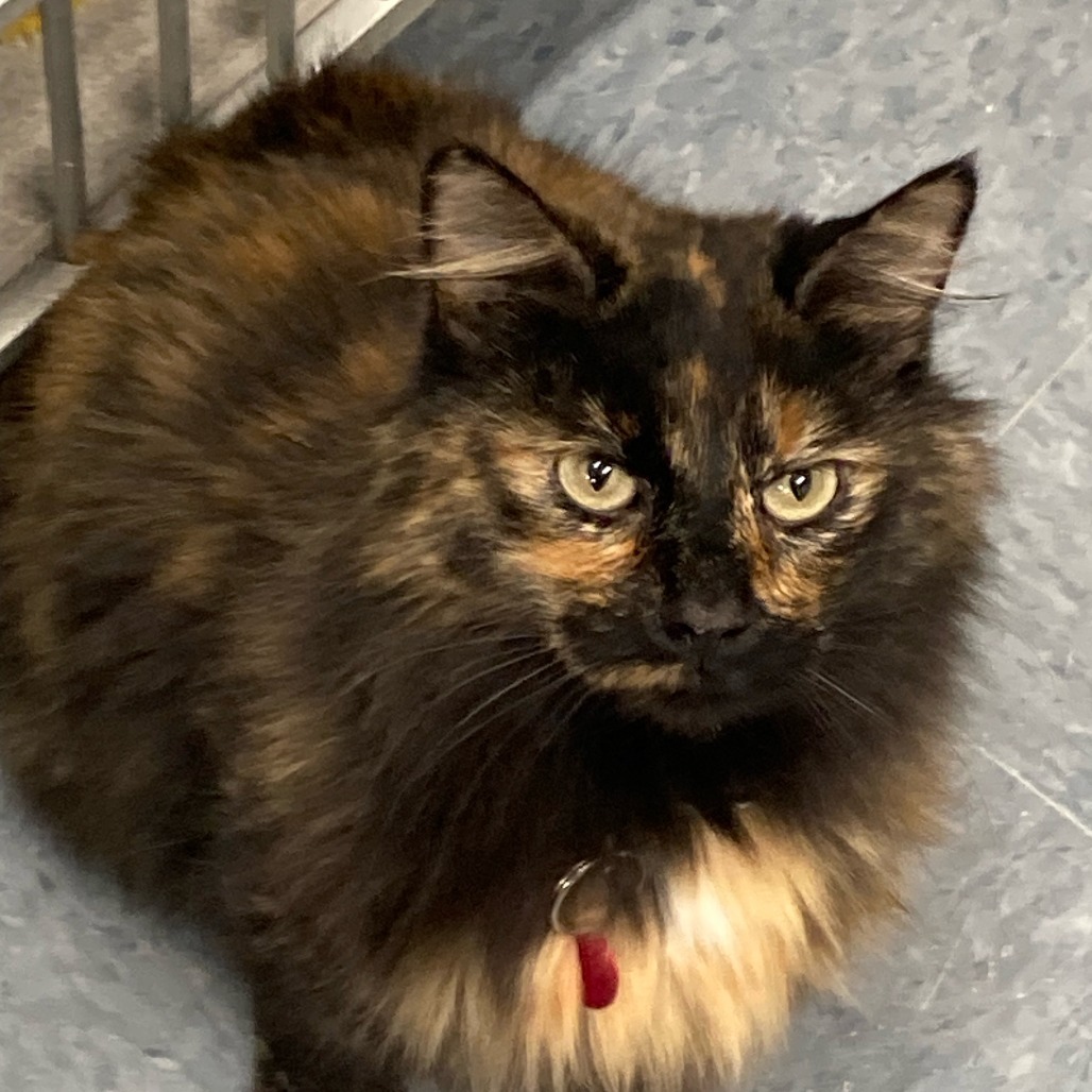 Annabelle, an adoptable Domestic Medium Hair in Buffalo, WY, 82834 | Photo Image 1