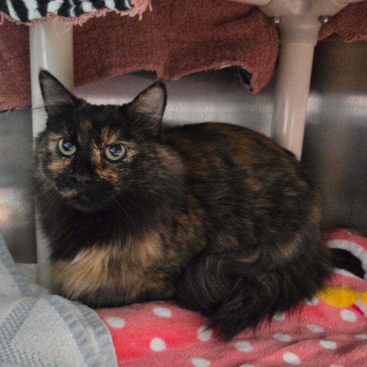 Annabelle, an adoptable Domestic Medium Hair in Buffalo, WY, 82834 | Photo Image 2