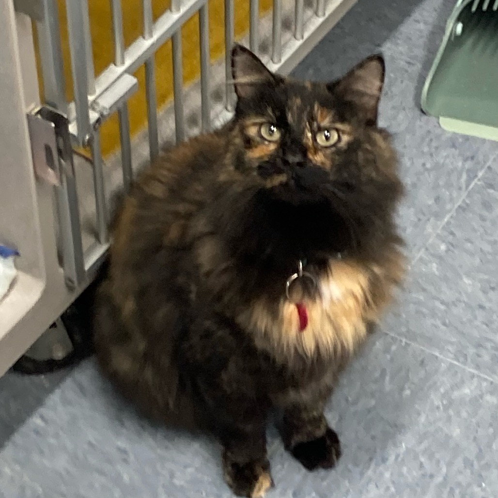 Annabelle, an adoptable Domestic Medium Hair in Buffalo, WY, 82834 | Photo Image 3