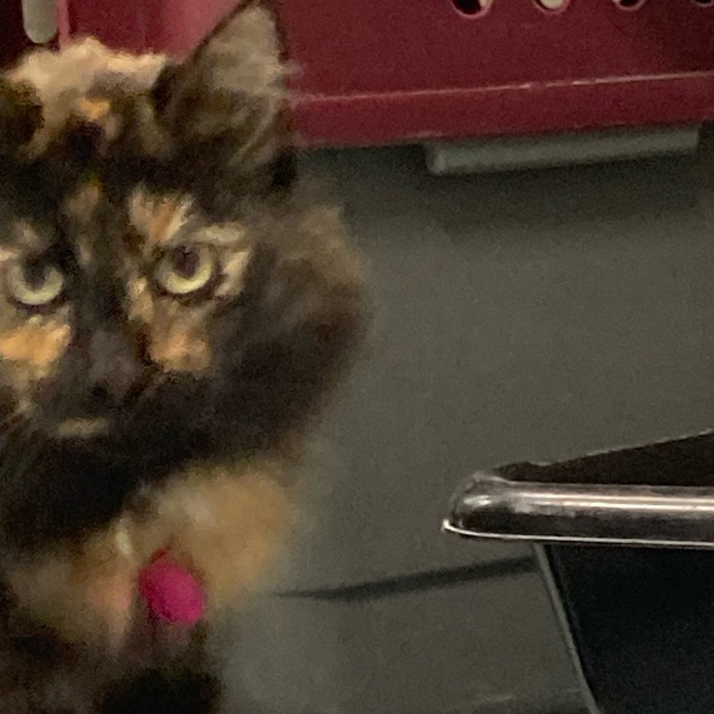 Annabelle, an adoptable Domestic Medium Hair in Buffalo, WY, 82834 | Photo Image 4