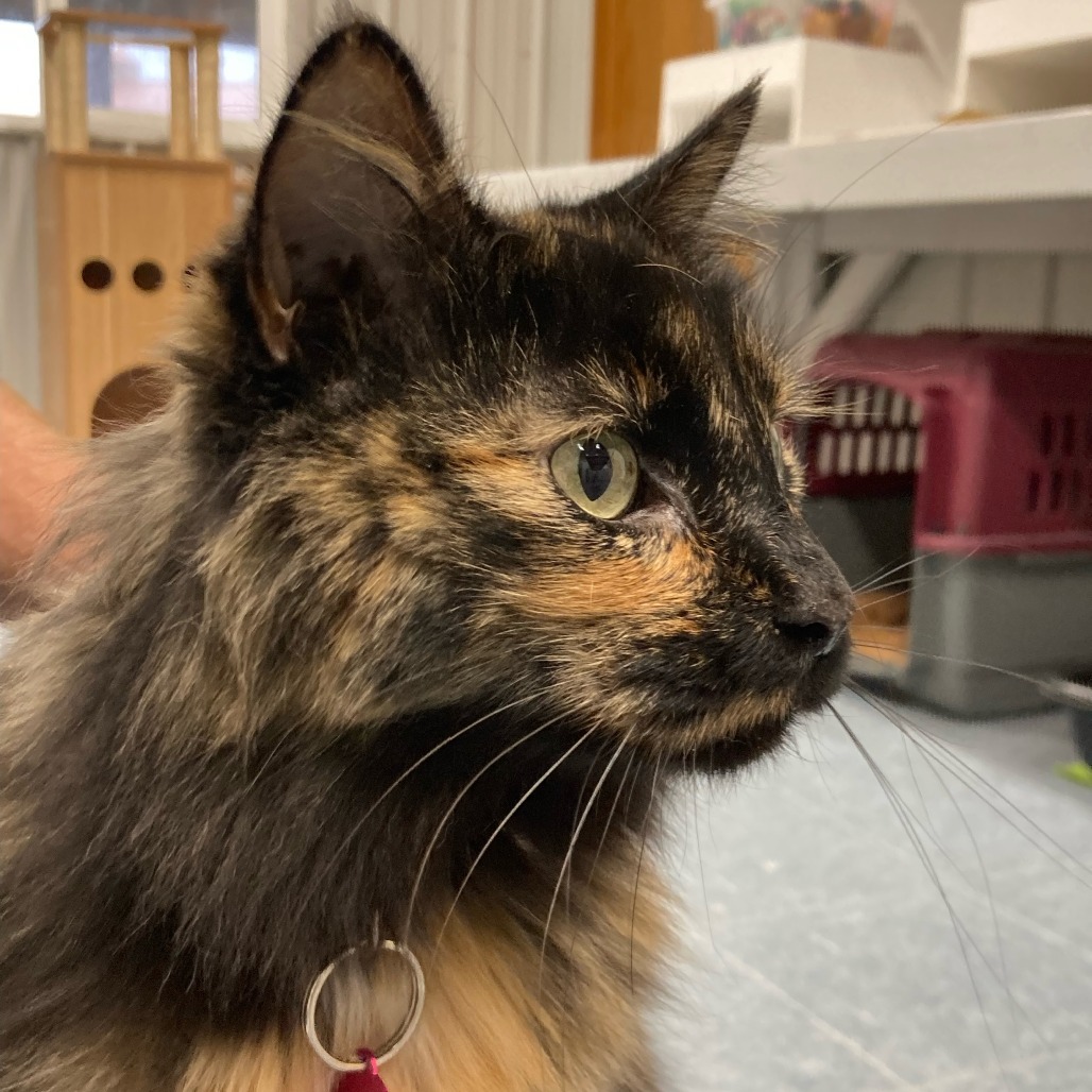 Annabelle, an adoptable Domestic Medium Hair in Buffalo, WY, 82834 | Photo Image 5