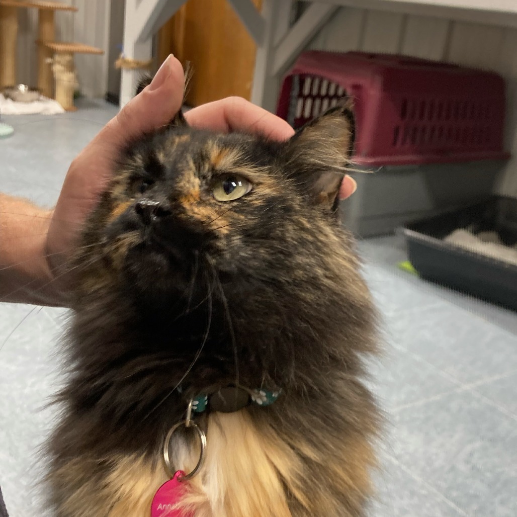 Annabelle, an adoptable Domestic Medium Hair in Buffalo, WY, 82834 | Photo Image 6