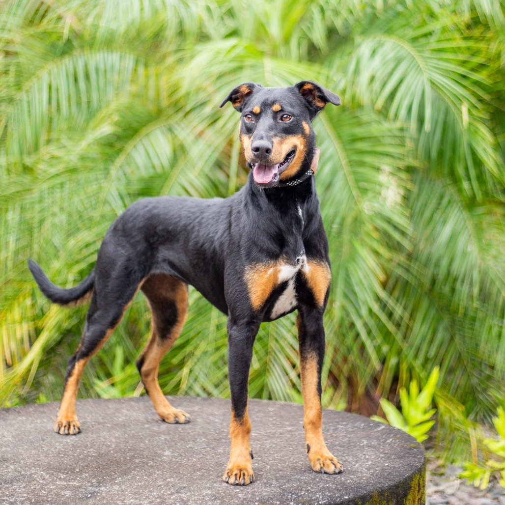 Eve, an adoptable Mixed Breed in Kailua Kona, HI, 96740 | Photo Image 3