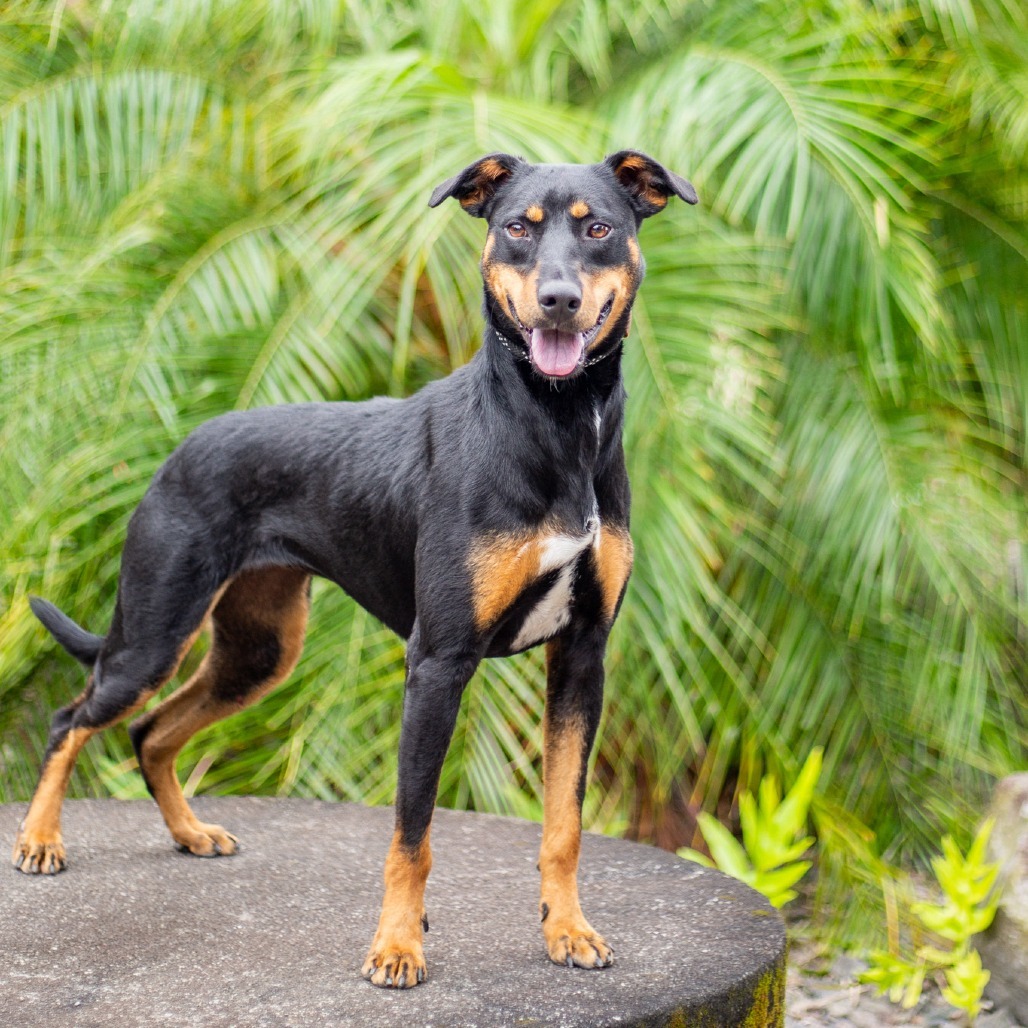 Eve, an adoptable Mixed Breed in Kailua Kona, HI, 96740 | Photo Image 4