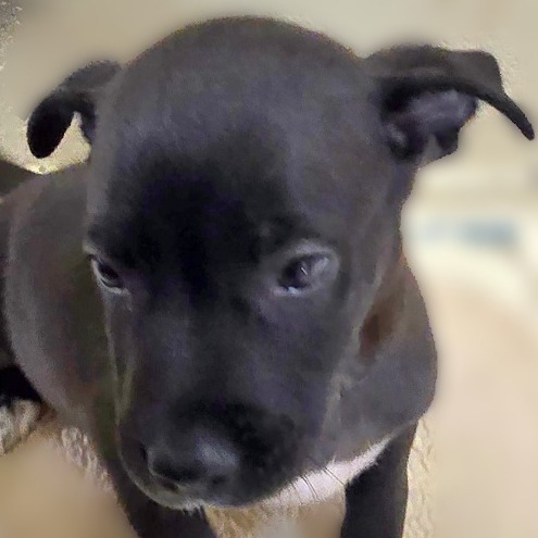 Count Chocula thumbnail 3