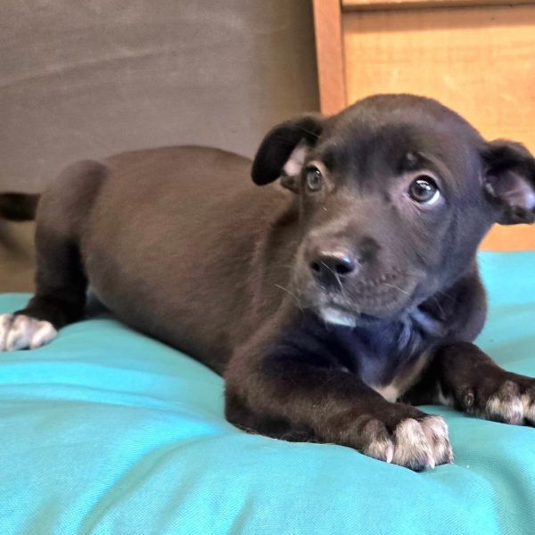 Count Chocula thumbnail 4