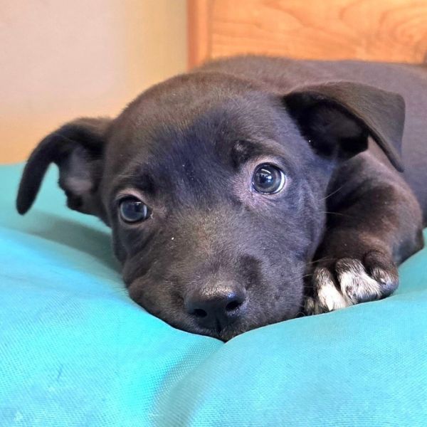 Count Chocula thumbnail 5